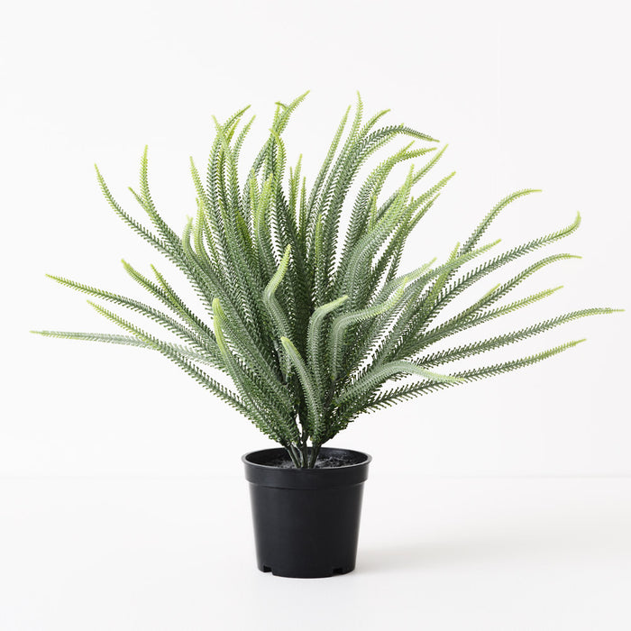 Norfolk Pine Plant Green 36cm Pack of 6