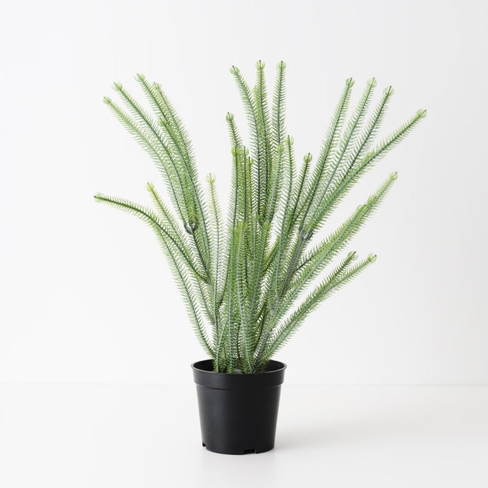 Norfolk Pine Plant Green 43cm Pack of 6