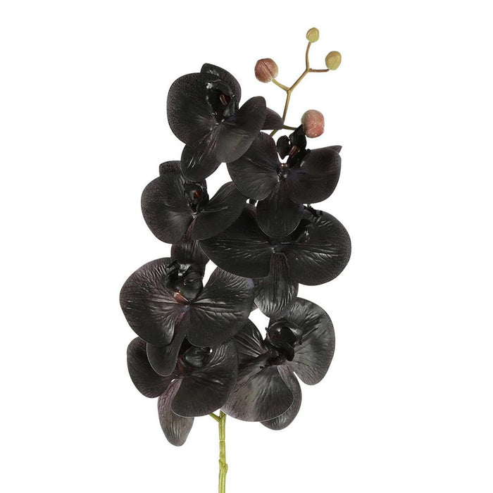 Artificial Orchid Phalaenopsis Spray Real Touch Black 70cm Black - FLORA DESIGNS