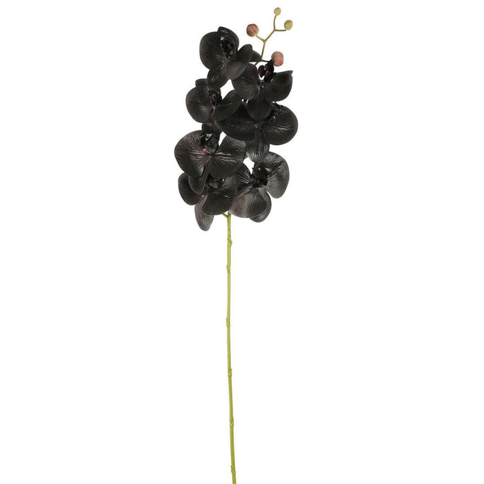 Artificial Orchid Phalaenopsis Spray Real Touch Black 70cm Black - FLORA DESIGNS