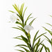 Oleander Spray White 92cm - Pack of 12