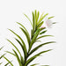 Oleander Spray White Fuschia 92cm - Pack of 12