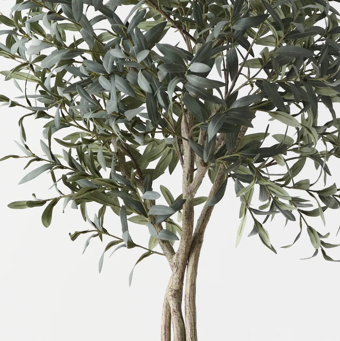 Olive Topiary Tree w/o Fruit Grey Green 200cm