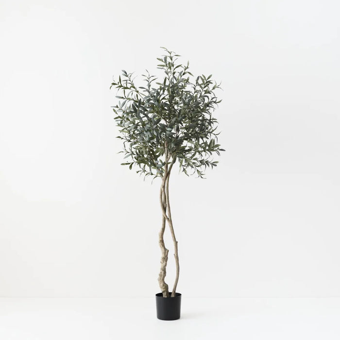 Olive Topiary Tree w/o Fruit Grey Green 200cm
