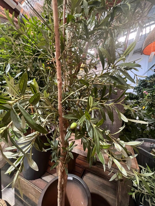 Olive Tree 170cm