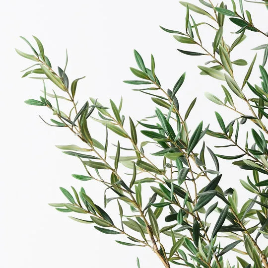 Olive Tree 183cm Grey Green -B