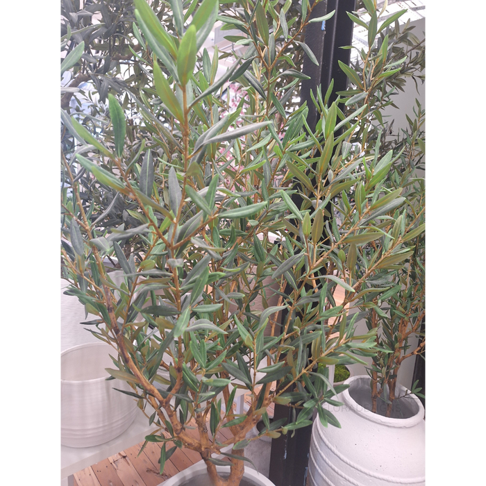 Olive Tree 183cm Grey Green -B