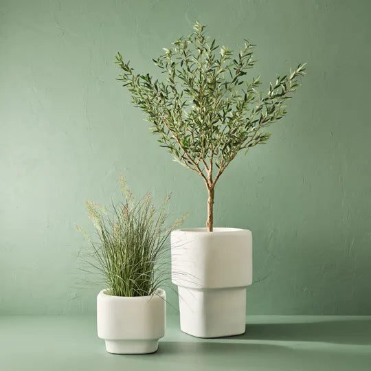 Olive Tree 183cm Grey Green -B