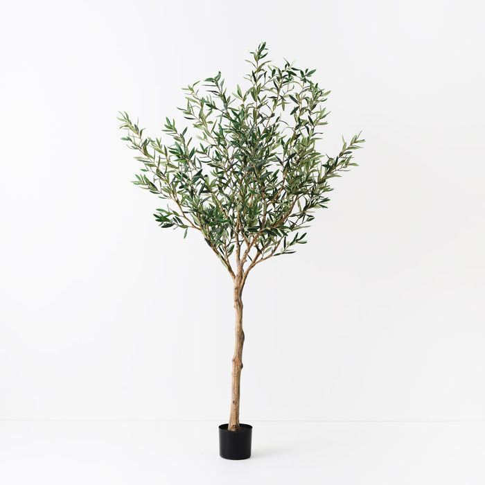 Olive Tree 183cm Grey Green -B