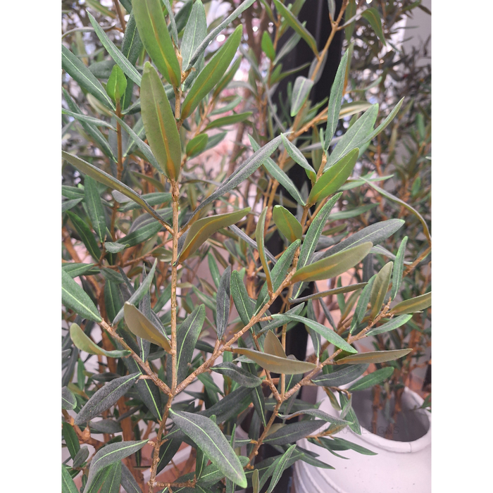 Olive Tree 183cm Grey Green -B