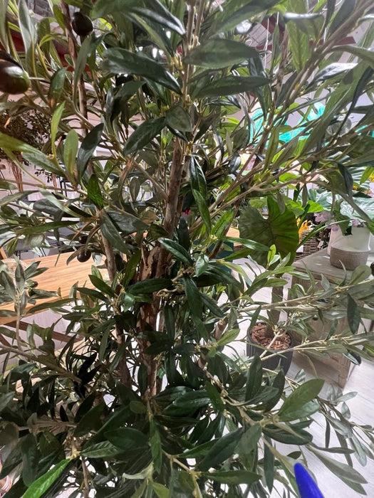 Olive Tree 240cm