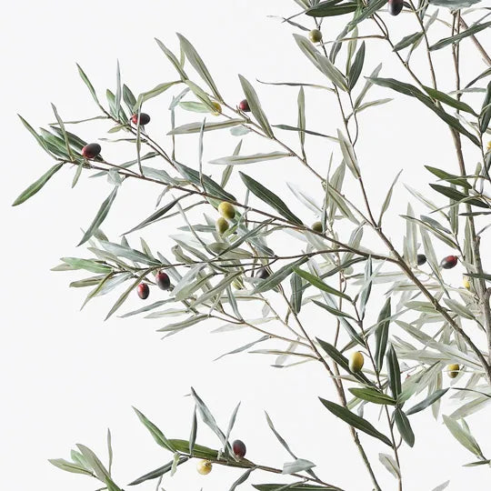 Olive Tree Grey Green 213cm