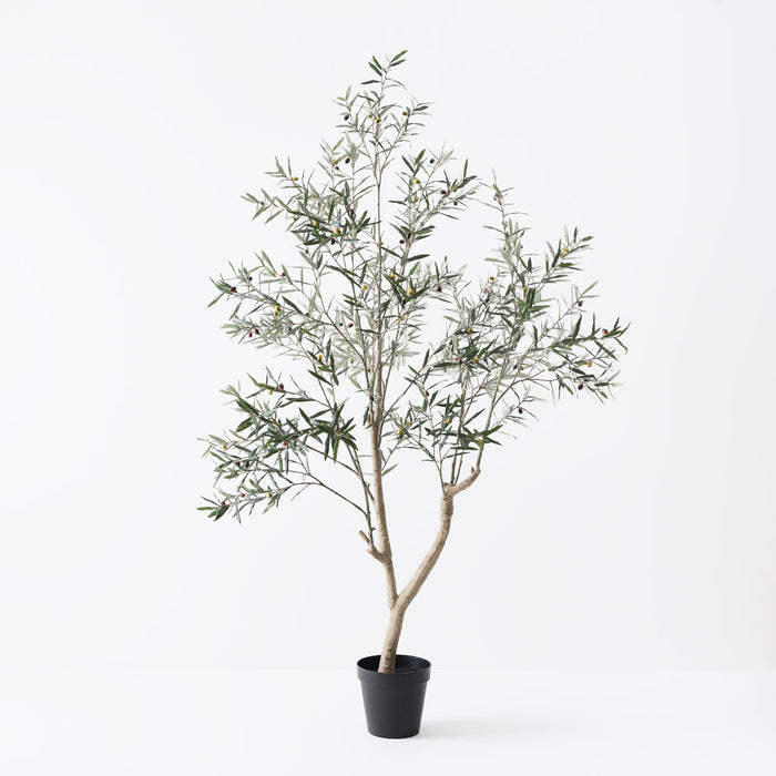 Olive Tree Grey Green 213cm