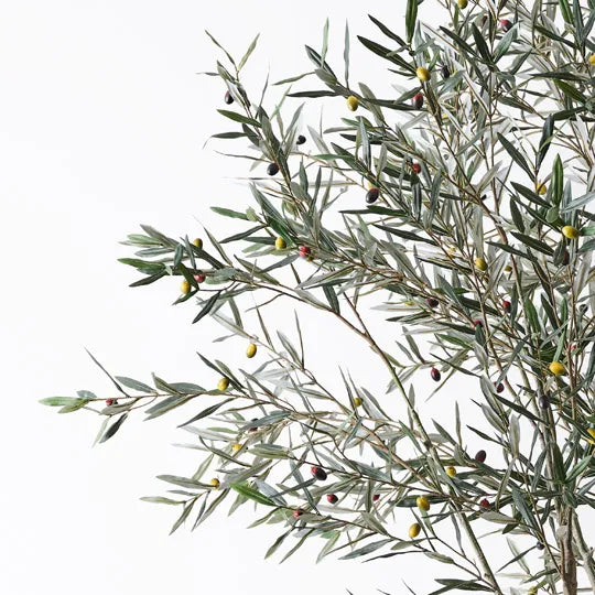 Olive Tree Grey Green 285cm