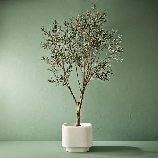 Olive Tree Grey Green 285cm