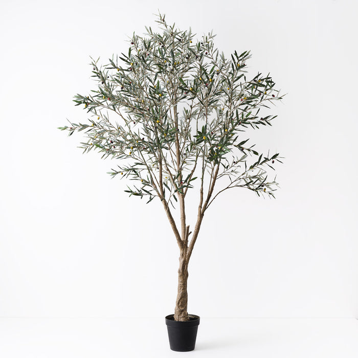 Olive Tree Grey Green 285cm