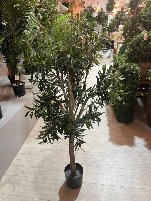 Olive Tree Slender 150cm