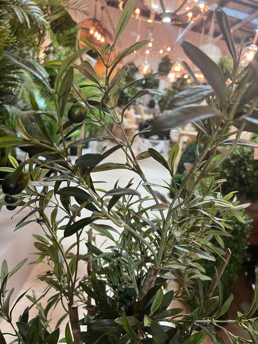Olive Tree Slender 150cm