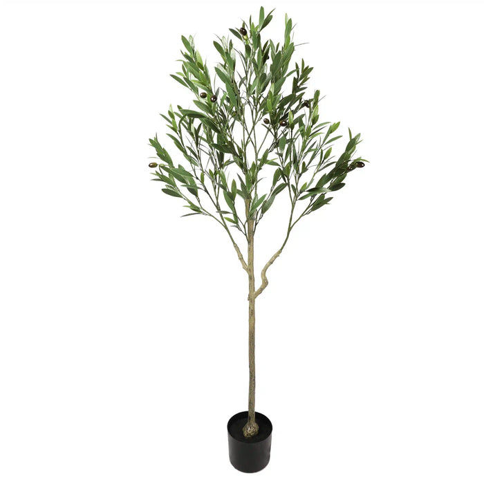 Olive Tree UV Resistant 150cm