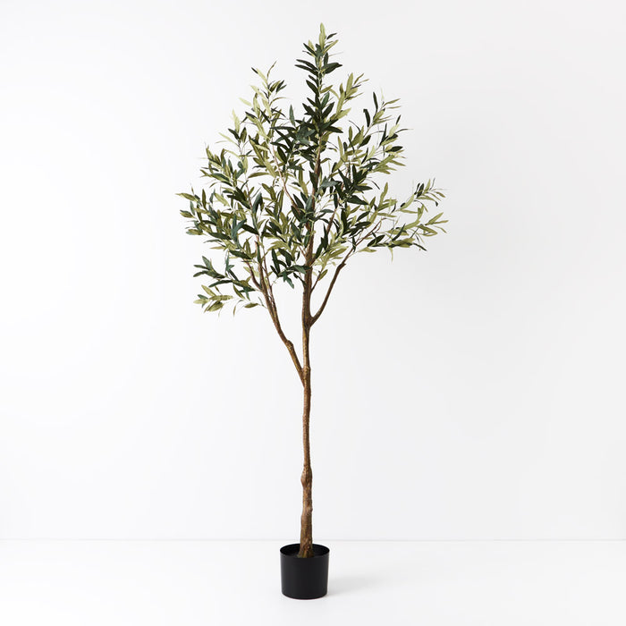 Olive Tree Without Fruit Green 213cm Pack of 2