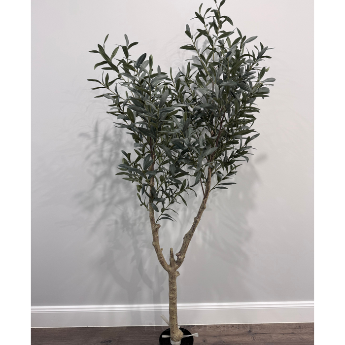 Olive Tree (w/o fruit) Grey Green 180cm