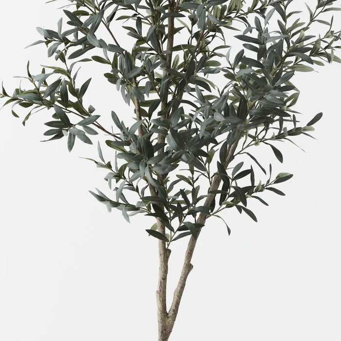 Olive Tree w/o Fruit Grey Green 200cm