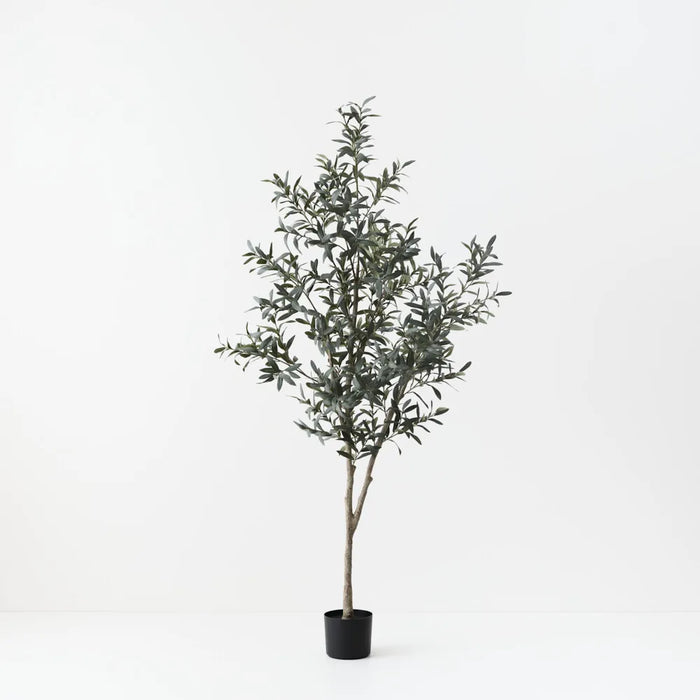Olive Tree w/o Fruit Grey Green 200cm