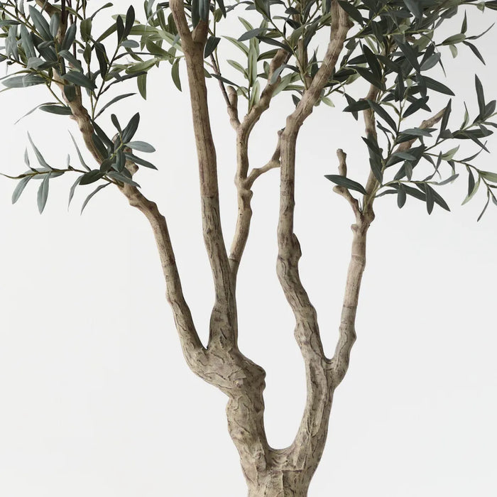 Olive Tree w/o Fruit Grey Green 220cm A