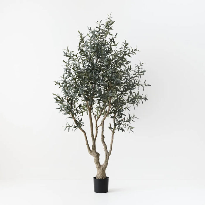 Olive Tree w/o Fruit Grey Green 220cm A
