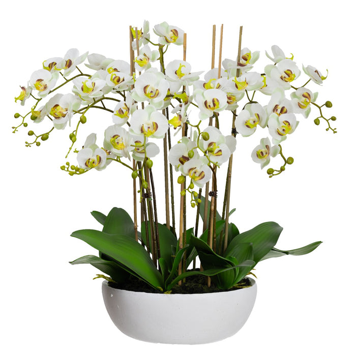 Orchid Apple Green In White Bowl 75cm