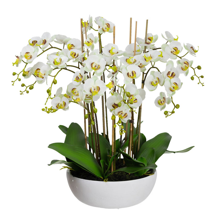 Orchid Apple Green In White Bowl 75cm