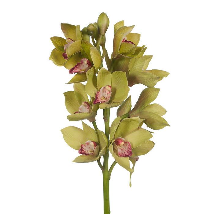 Orchid Cymbidium Stem 58cm Green Pack of 6