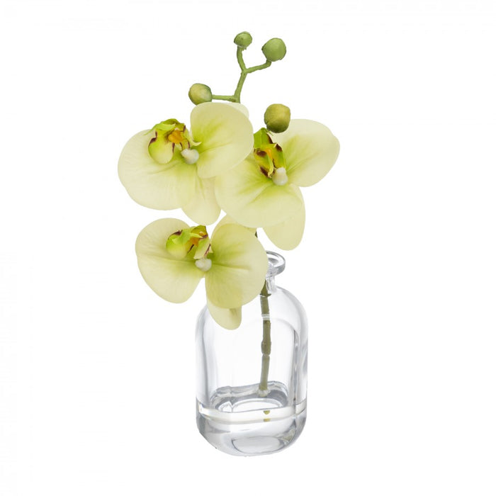 Orchid In Bottle Vase 27cm Set of 2