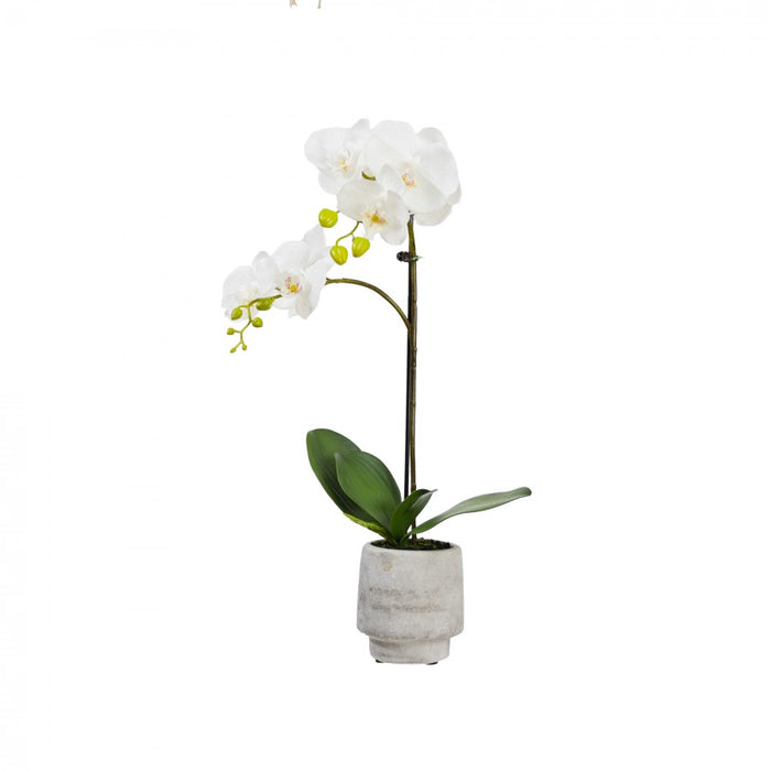 Orchid In Concrete Pot 52cm White