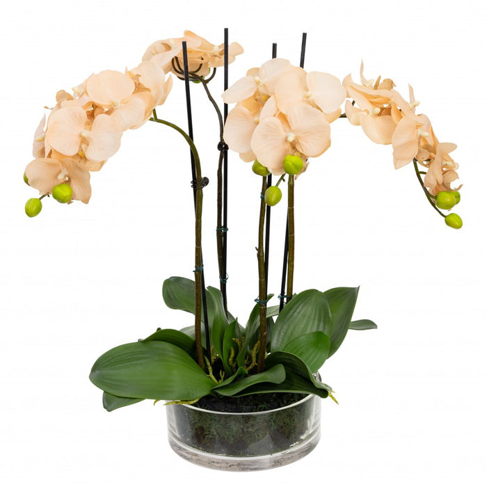 Orchid In Glass Bowl Apricot 48cm