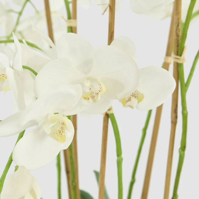 Orchid In Pot 65cm White