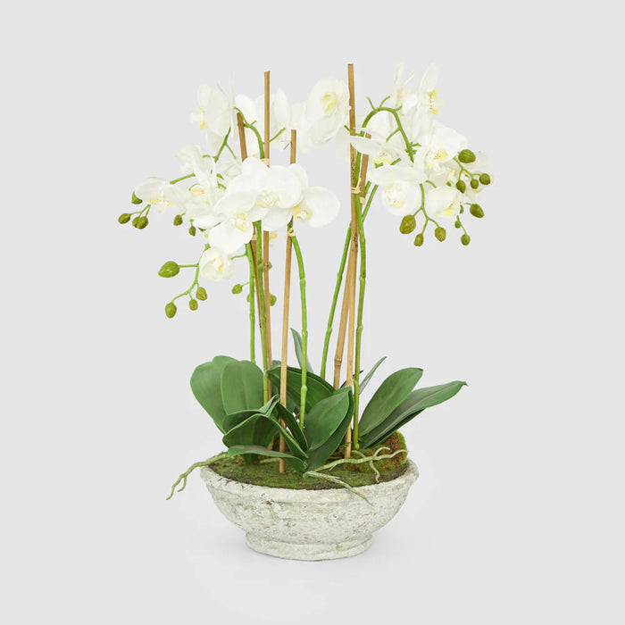 Orchid In Pot 65cm White