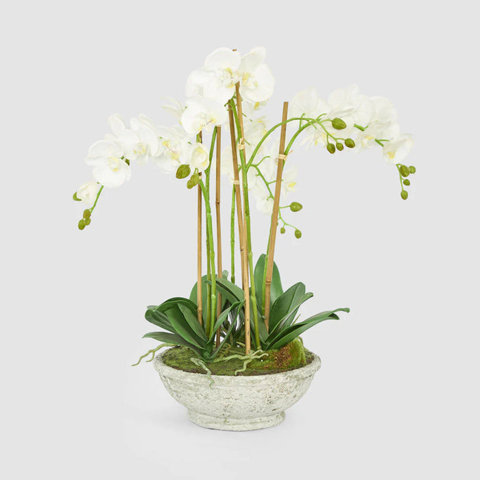 Orchid In Pot 65cm White