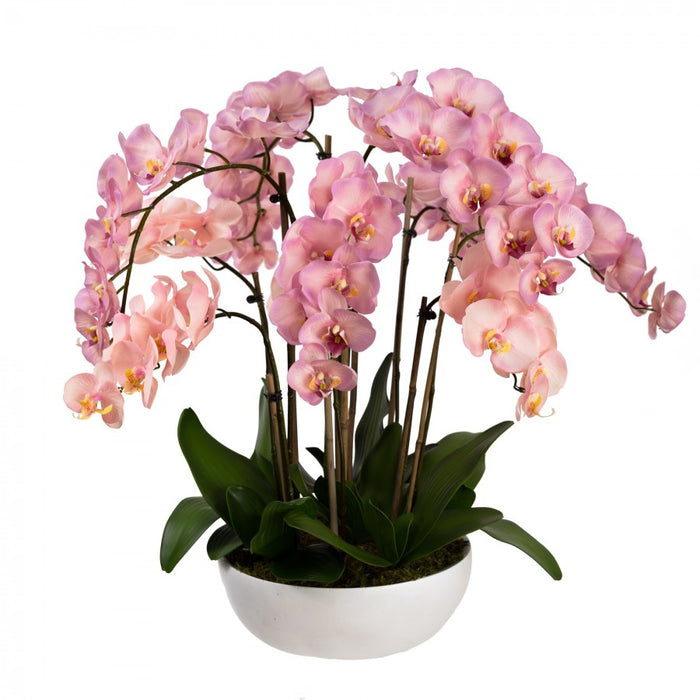 Orchid In Pot 80cm Mauve Pink