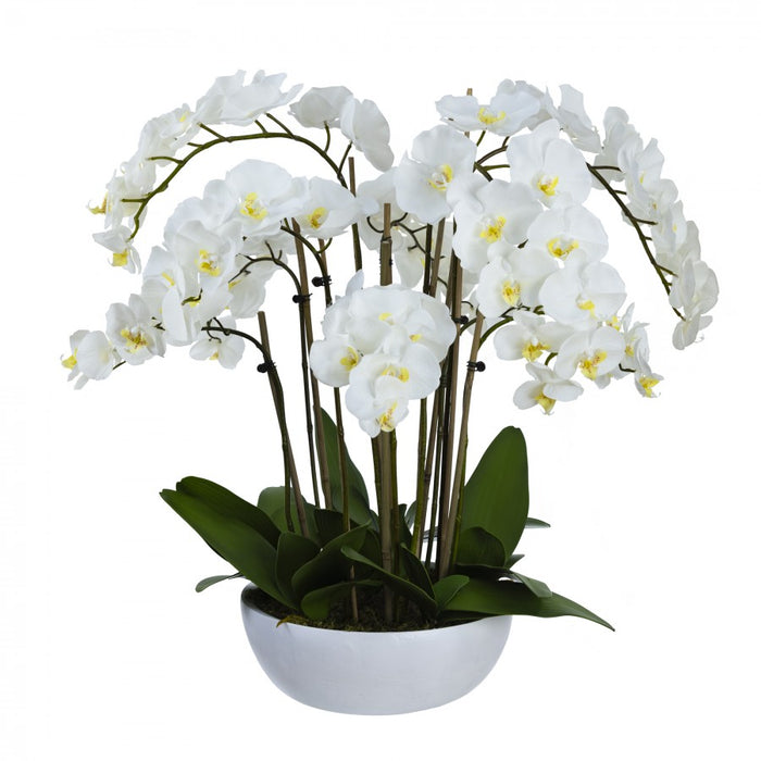 Orchid In Pot 80cm White