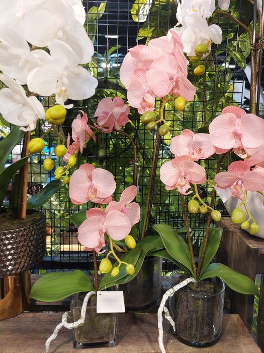 Orchid In Cylinder Glass Light Mauve Pink 40cm Set of 2