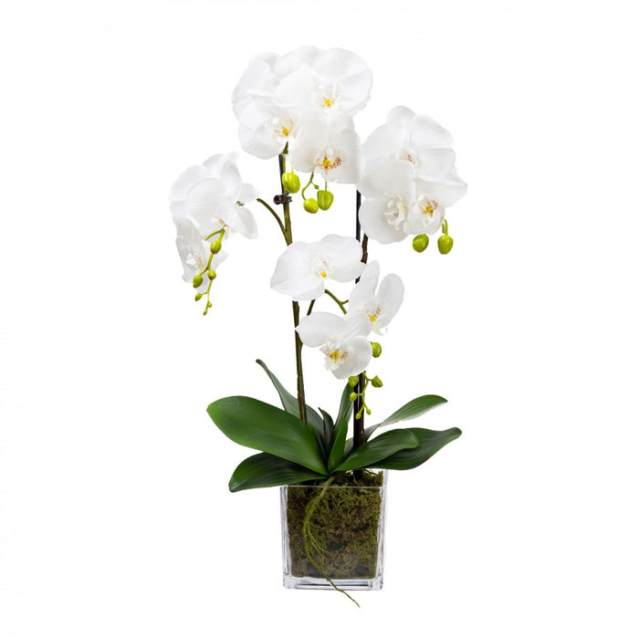 Orchid In Square Glass Vase 60cm