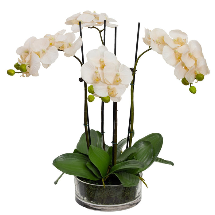 Orchid Peach in Glass Bowl 48cm