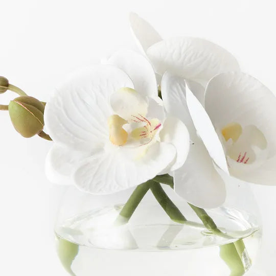 Orchid Phalaenopsis In Vase 11cm White Pack of 6