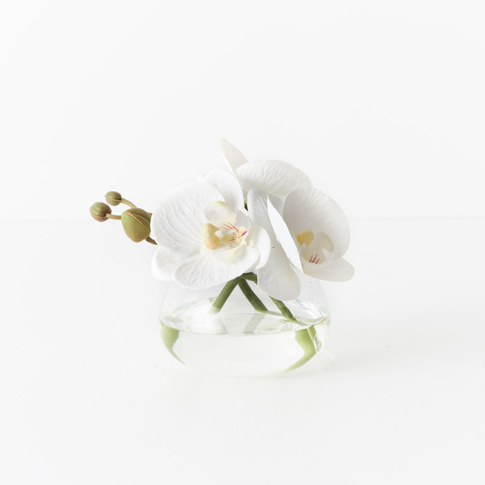 Orchid Phalaenopsis In Vase 11cm White Pack of 6