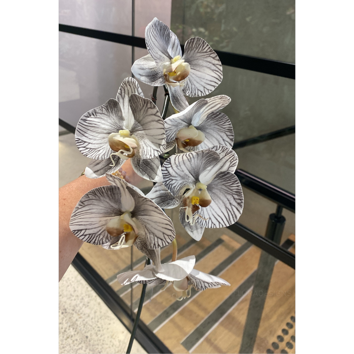 Orchid Phalaenopsis Infused White Black Set of 10