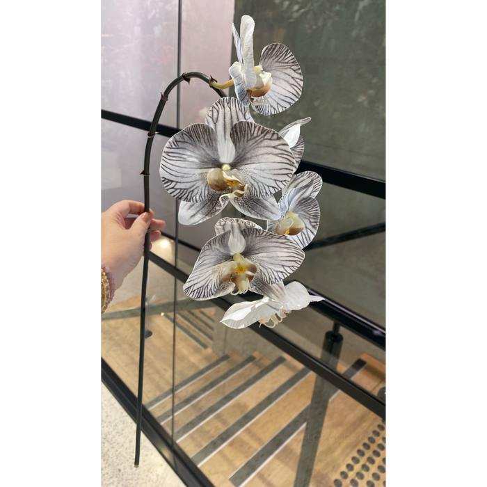 Orchid Phalaenopsis Infused White Black Set of 10