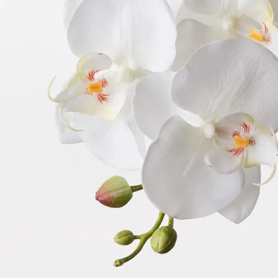 Orchid Phalaenopsis Spray White 70cm Pack of 12