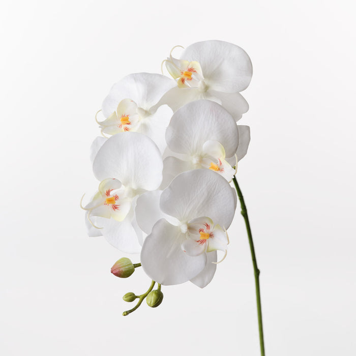 Orchid Phalaenopsis Spray White 70cm Pack of 12