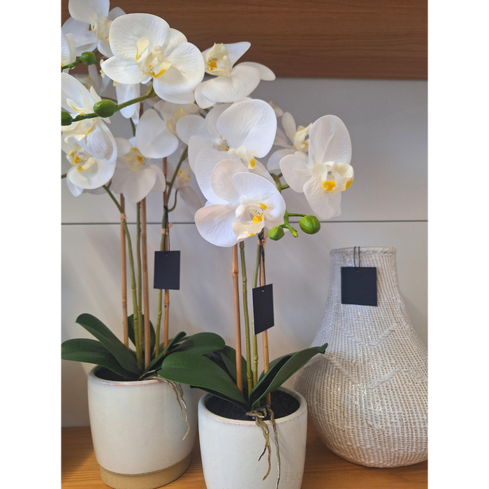 Orchid Phalaenopsis in Nele Pot 55cm Set of 2